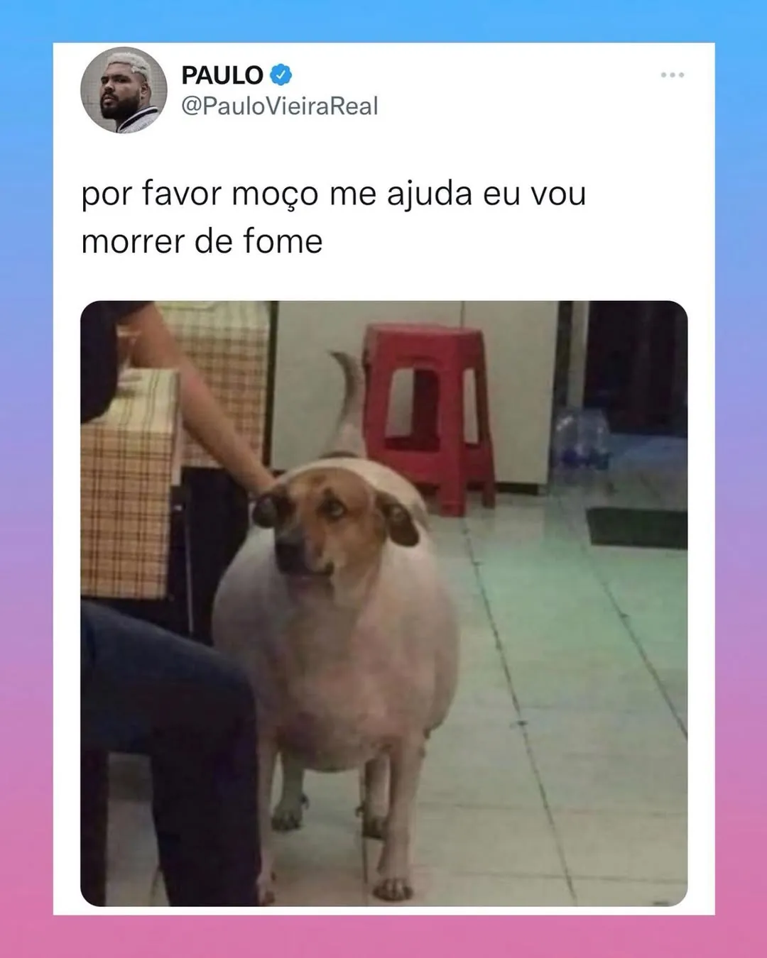 meme de cão pedindo ajuda morrendo de fome, com cachorro em pé e legenda no topo