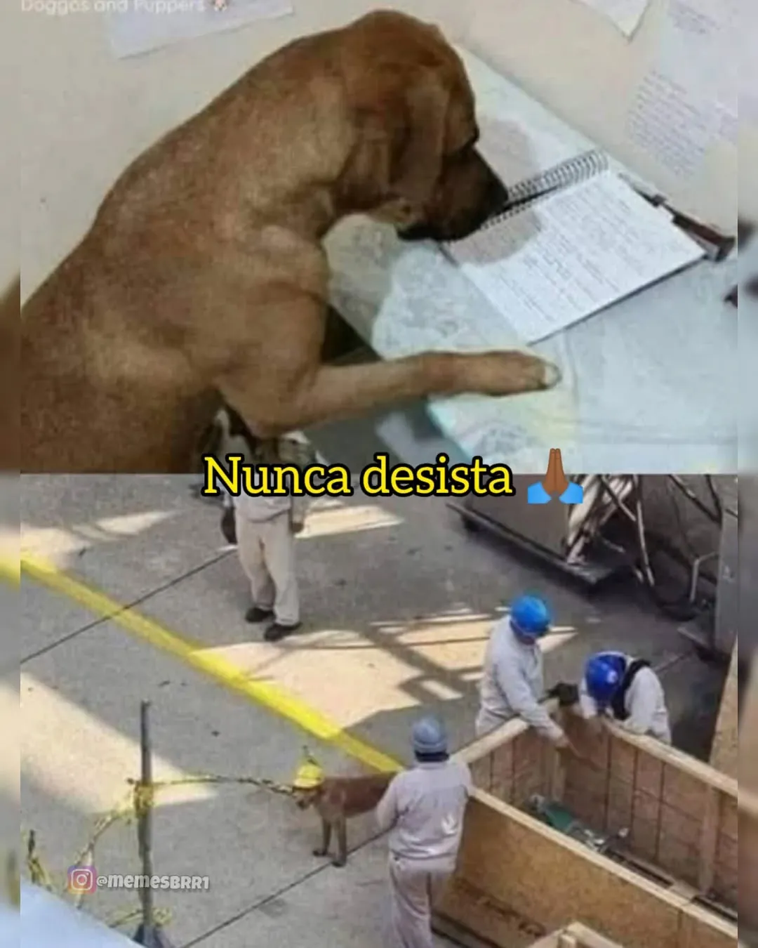 meme de cachorro estudando com a cabeça no caderno e trabalhadores ao fundo, com texto nunca desista