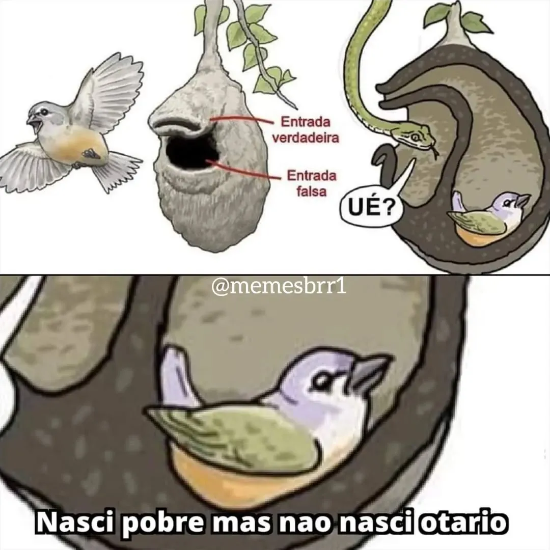 Meme de passarinho escondido no ninho com entrada falsa enquanto uma cobra fica confusa