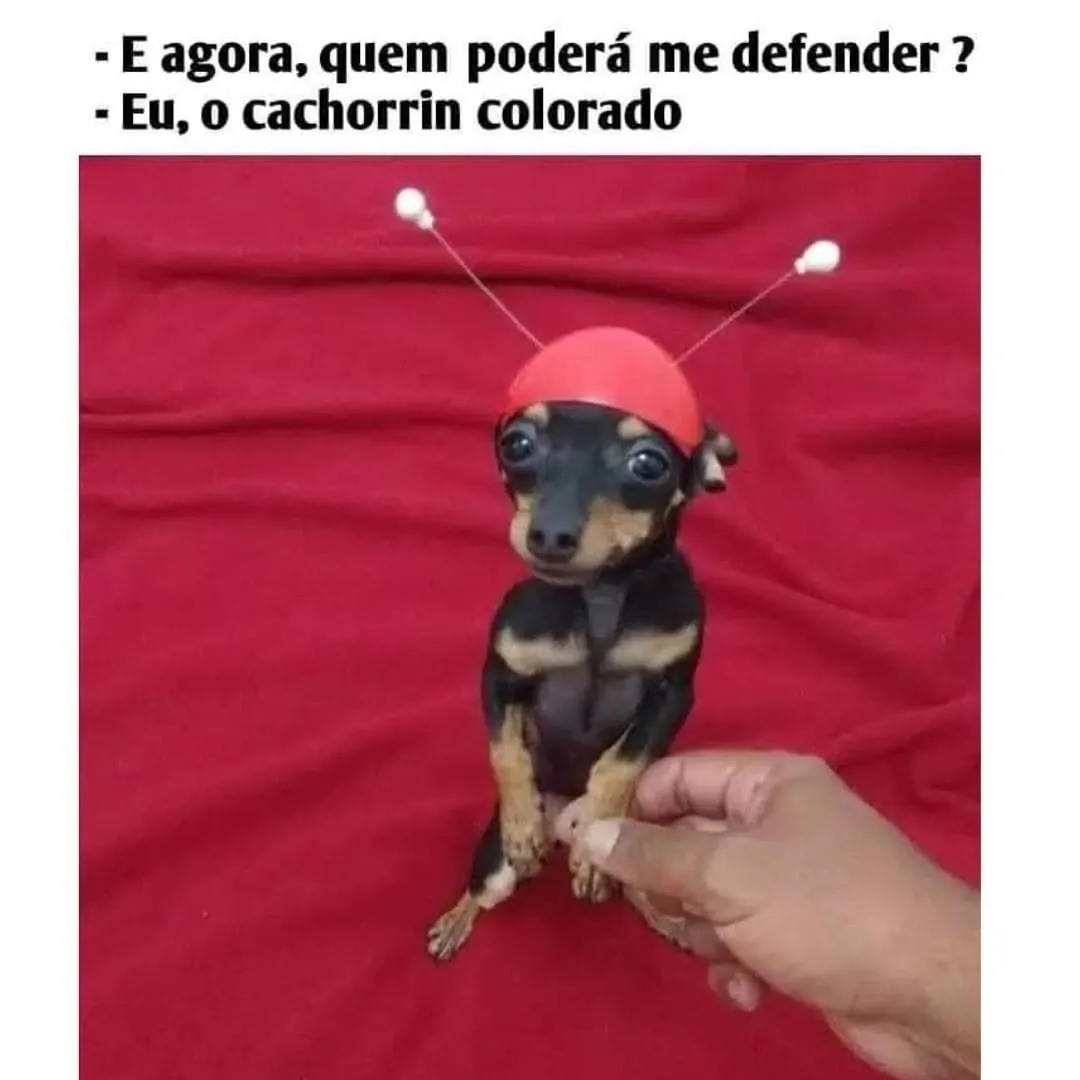 meme de cachorrin colorado em pé sobre fundo vermelho, com texto no topo