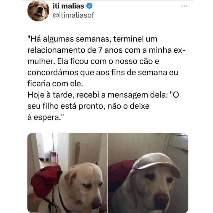 Meme de cachorro tratado como filho pela ex, usando guia e boné com cara séria.
