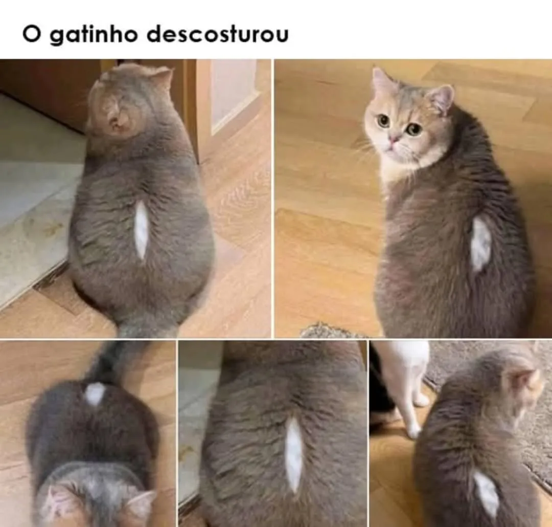 meme de gatinho descosturou, gato cinza com um rasgo branco nas costas em várias fotos