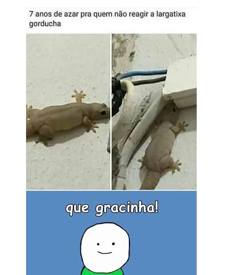 Meme de lagartixa gorda na parede com a frase sobre 7 anos de azar e reação de fofura.