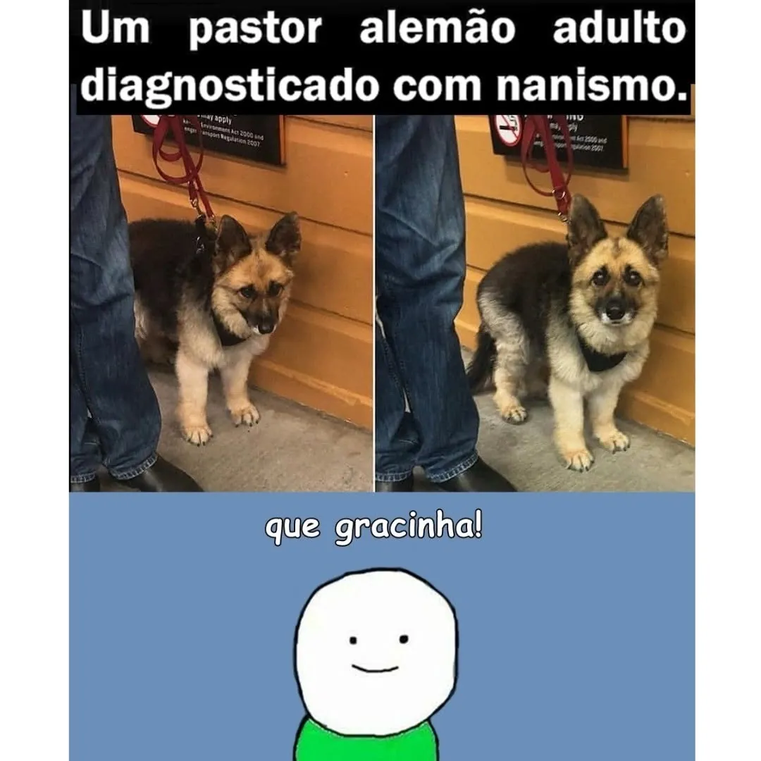 meme de pastor alemão anão com duas fotos do cachorro e texto que gracinha