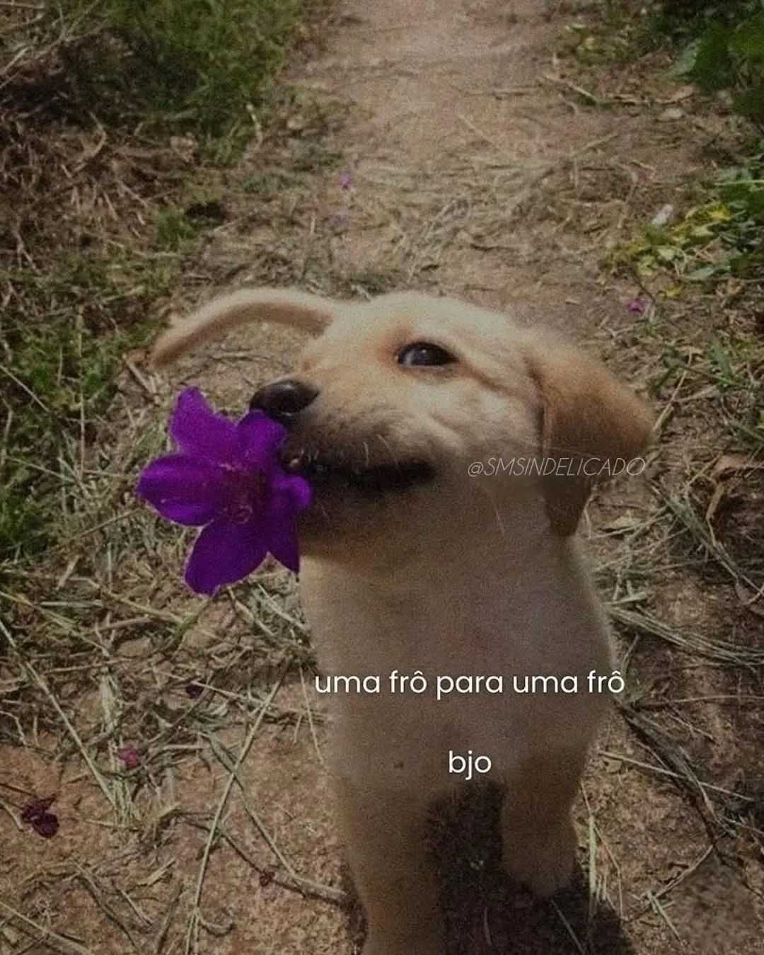 Meme de filhote de cachorro segurando uma flor roxa em um caminho de terra, com texto fofo.