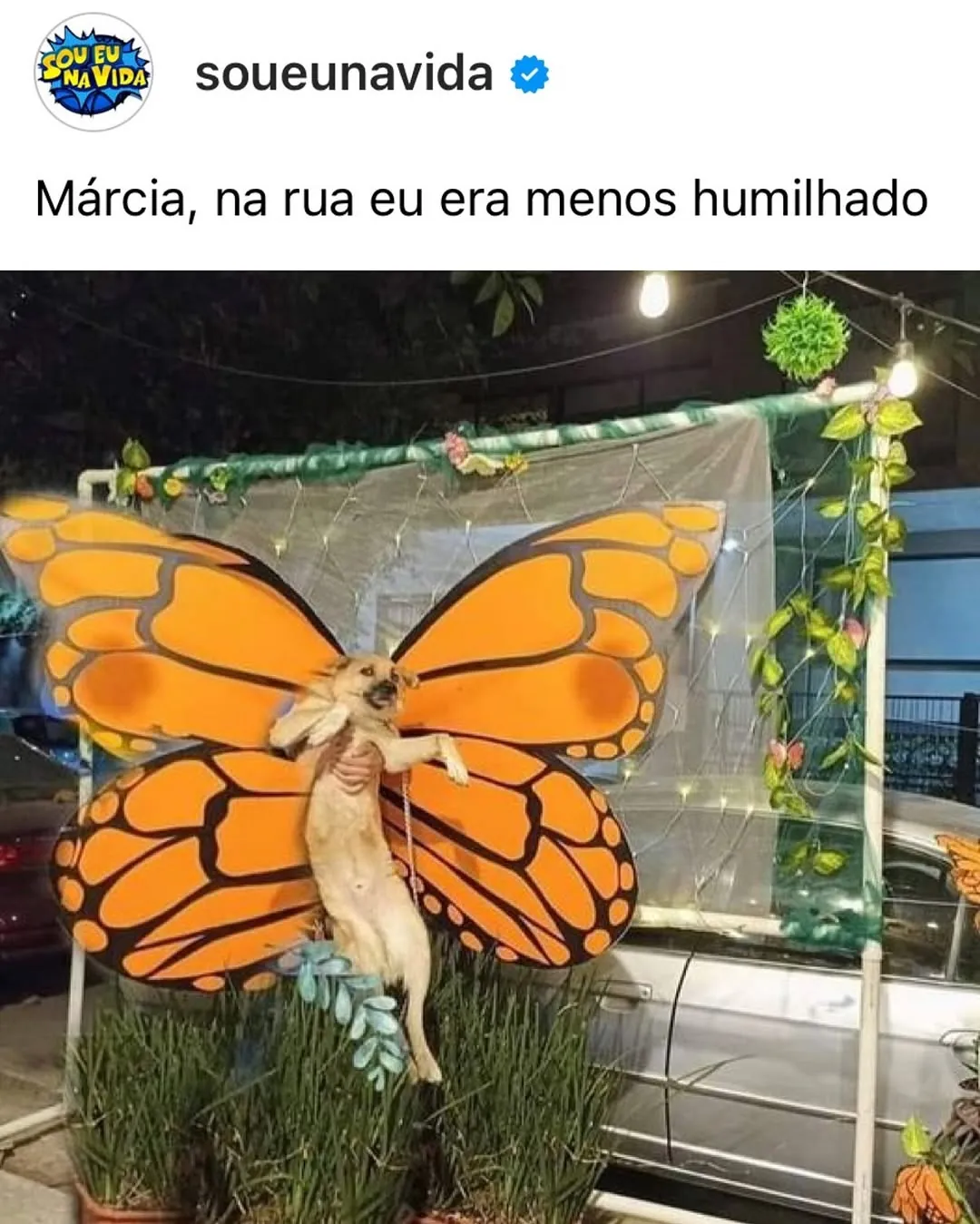 Meme de cachorro com asas de borboleta laranja em uma estrutura decorada, com a frase sobre humilhação na rua.