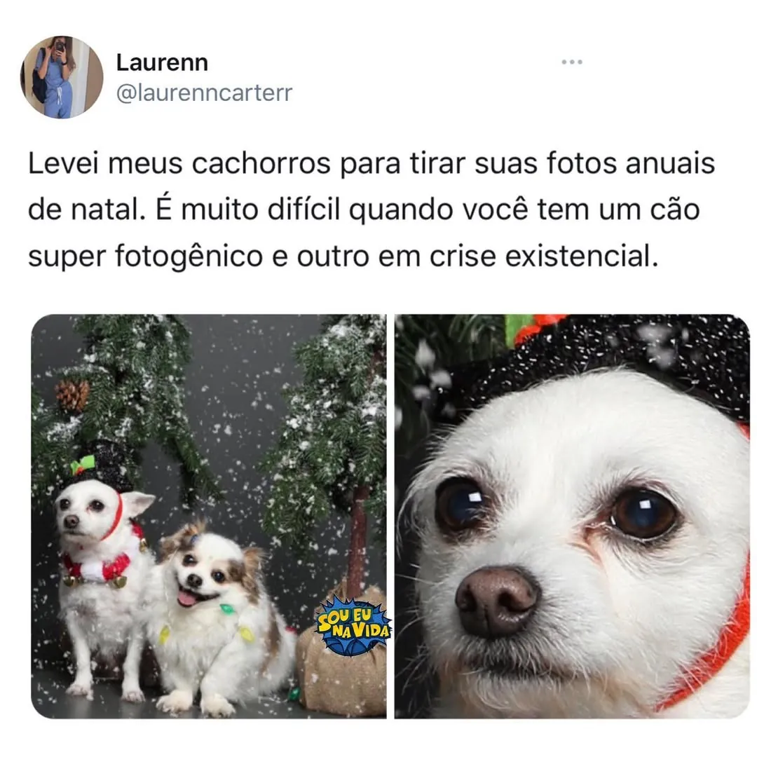Dois cachorros em cenário de Natal: um posa feliz e o outro encara a câmera em crise existencial.